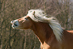 Haflinger stallion