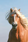 Haflinger stallion
