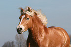 Haflinger stallion