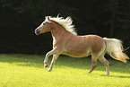 Haflinger mare