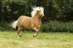 Haflinger mare