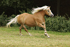 Haflinger mare
