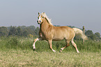 Haflinger mare