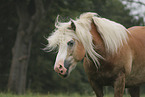 Haflinger stallion