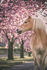 Haflinger