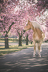 Haflinger