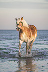 Haflinger