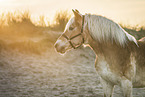 Haflinger
