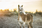 Haflinger