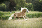 Haflinger gelding