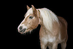 Haflinger Portrait