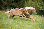 2 Haflinger