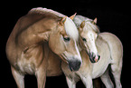 Haflinger