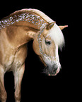 Haflinger