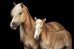 Haflinger