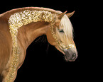 Haflinger