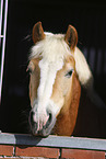 Haflinger Portrait