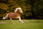 galloping Haflinger