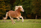 galloping Haflinger