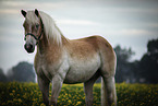 Haflinger