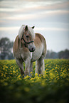 Haflinger
