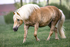 Haflinger