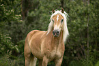 Haflinger gelding