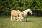 Haflinger horses
