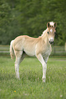 Haflinger foal