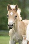 Haflinger foal