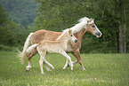 Haflinger horses