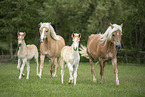 Haflinger horses