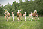 Haflinger horses