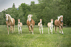 Haflinger horses