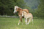 Haflinger horses
