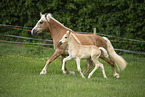 Haflinger horses