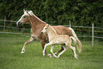 Haflinger horses