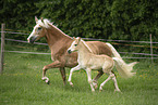 Haflinger horses