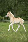 Haflinger foal