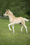 Haflinger foal
