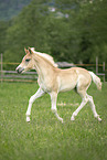 Haflinger foal