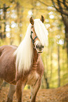 Haflinger horse