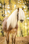 Haflinger horse