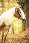 Haflinger horse