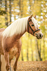 Haflinger horse