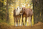 Haflinger horses