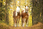 Haflinger horses