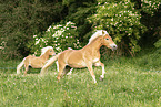 Haflinger horses