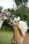 Haflinger horse and Noriker