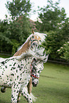 Haflinger horse and Noriker